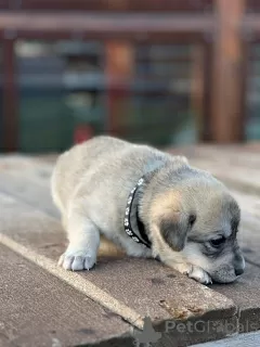 Additional photos: Labrador puppies (mixed breed)