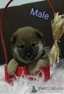 Additional photos: Shiba Inu puppies for sale