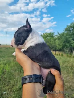 Additional photos: Miniature Bull Terrier FCI