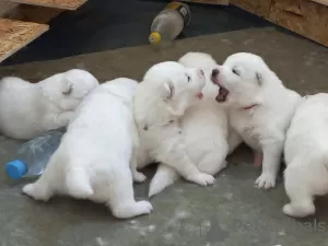 Additional photos: Sale of purebred Samoyed puppies