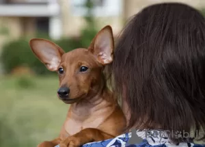 Additional photos: Puppy miniature pinscher dark red 3 months.