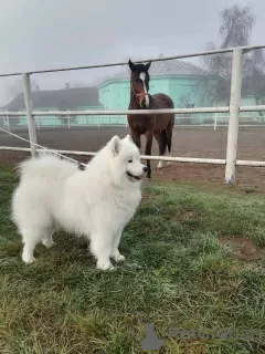 Photo №2. Mating service samoyed dog. Price - negotiated