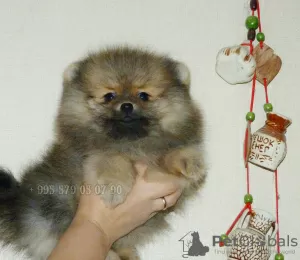 Additional photos: Pomeranian Spitz puppies, mini boo.