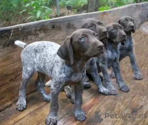 Photo №1. german shorthaired pointer - for sale in the city of Bremen | 634$ | Announcement № 120869