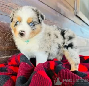 Photo №3. Bezaubernde Australian Shepherd-Welpen zu Verkaufen. Germany