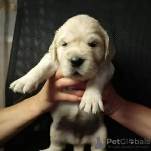 Additional photos: Golden retriever puppies