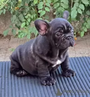 Additional photos: French bulldog