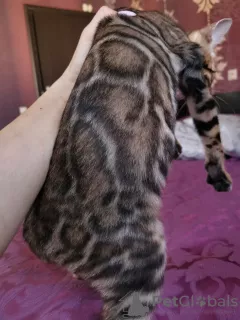 Additional photos: Cloud bengal boy