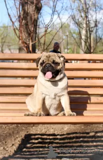 Photo №1. pug - for sale in the city of Orenburg | 1208$ | Announcement № 10420