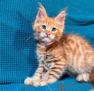 Photo №1. maine coon - for sale in the city of Wil | 423$ | Announcement № 116196