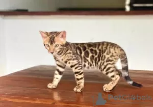 Photo №1. bengal cat - for sale in the city of Tienen | Is free | Announcement № 128755