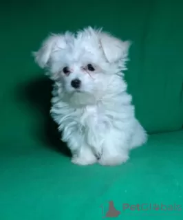 Additional photos: Puppy of the Maltese. Show class.