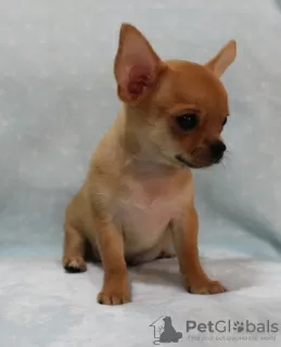 Photo №4. I will sell chihuahua in the city of Минеральные Воды. from nursery, breeder - price - 540$