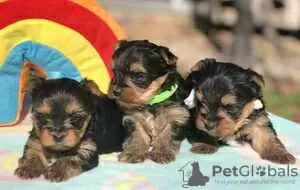 Photo №3. Gorgeous Purebred Yorkshire Terriers Sliky Pups - Pretoria. Canada