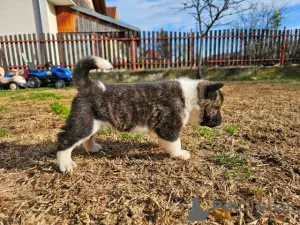 Additional photos: American Akita, puppies