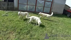 Additional photos: White Shepherds