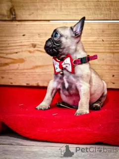 Photo №4. I will sell french bulldog in the city of Subotica.  - price - negotiated