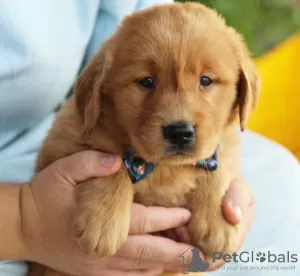 Photo №1. golden retriever - for sale in the city of Miami Beach | 220$ | Announcement № 64454