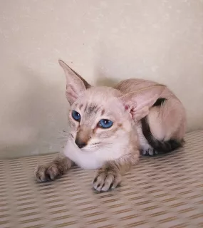 Photo №1. siamese cat - for sale in the city of Samara | 203$ | Announcement № 6285