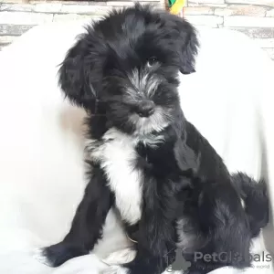 Photo №3. Tibetan terrier puppies.. Russian Federation