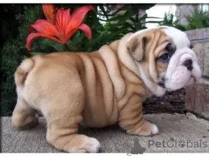 Photo №2 to announcement № 95285 for the sale of english bulldog - buy in Puerto Rico breeder