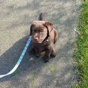 Photo №1. labrador retriever - for sale in the city of Kassel | Is free | Announcement № 112258