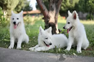 Photo №3. White Swiss Shepherd puppies for sale. Romania