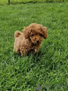 Additional photos: Toy poodle