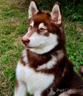 Photo №2 to announcement № 36314 for the sale of alaskan malamute - buy in Russian Federation from nursery