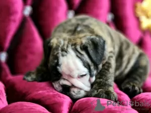 Additional photos: English bulldog babies