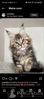 Photo №3. Healthy cute adorable Maine coon kittens available now for sell. Switzerland