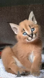 Photo №3. Savannah Serval and Caracal kittens at 4 weeks old.. Poland