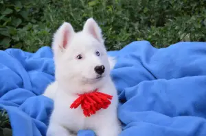 Photo №3. Yakut husky boys for sale. Russian Federation