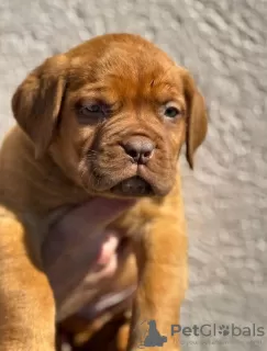 Additional photos: Dog de Bordeaux puppies