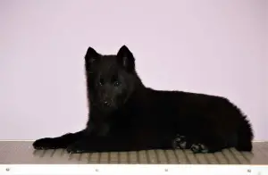 Additional photos: Schipperke puppies