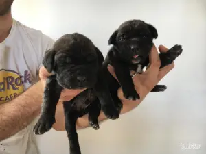 Photo №1. cane corso - for sale in the city of Lanciano | 776$ | Announcement № 1348