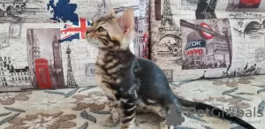 Photo №2 to announcement № 9781 for the sale of bengal cat - buy in Russian Federation from nursery