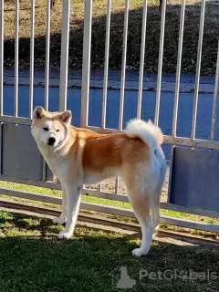 Additional photos: Japanese Akita Inu puppies