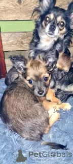 Photo №2 to announcement № 126639 for the sale of chihuahua - buy in Germany private announcement