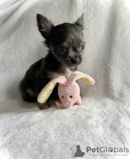 Photo №2 to announcement № 105228 for the sale of chihuahua - buy in United States private announcement, breeder