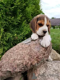 Additional photos: Beagle puppies for sale