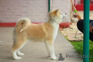 Additional photos: Akita Inu