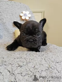 Photo №3. french bulldog puppies. Serbia