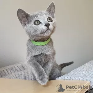 Photo №1. russian blue - for sale in the city of Ittre | Is free | Announcement № 128923