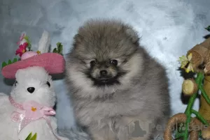 Photo №3. Beautiful Pomeranian puppies. Serbia