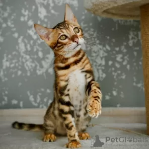 Photo №2 to announcement № 108918 for the sale of bengal cat - buy in Italy 