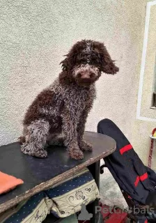 Additional photos: Lagotto Romagnolo puppies