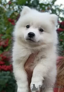 Additional photos: Japanese Spitz puppies