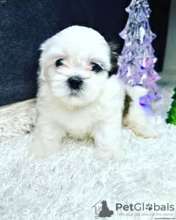 Additional photos: Shih tzu boys and girl Available