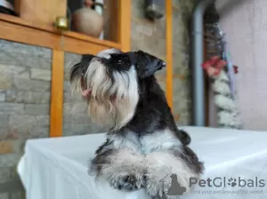 Additional photos: Miniature schnauzer puppies